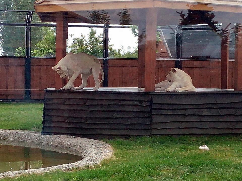 "Niewinne lwiątka zginęły na oczach ludzi". Zoo wydaje oświadczenie