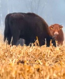 Żubry adoptowały krowę. Niezwykłe zdjęcia z Puszczy Białowieskiej