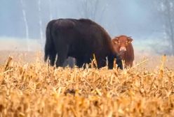 Żubry adoptowały krowę. Niezwykłe zdjęcia z Puszczy Białowieskiej