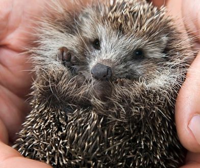 Sadysta po raz kolejny spalił jeże w Zielonej Górze. Szuka go policja