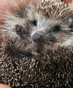 Widzisz jeża? Zabierz go do domu: "w mróz nie ma żadnych szans na przeżycie"