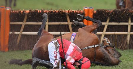 Krwawy finał wyścigów w Cheltenham. 5 koni nie żyje