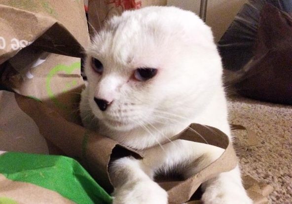 Adoptowała kota bez uszu. Dzięki niemu zwalcza traumę