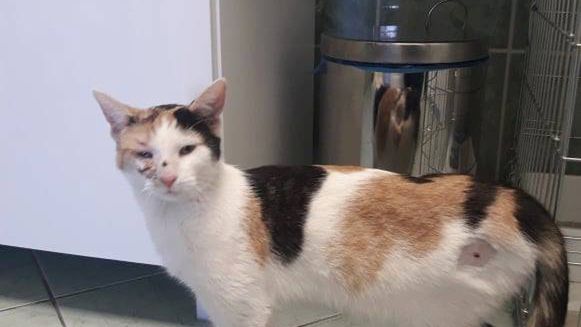 Kotka została pięć razy postrzelona śrutem 