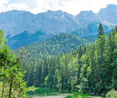 Las Bawarski. Pozwólmy naturze być naturą