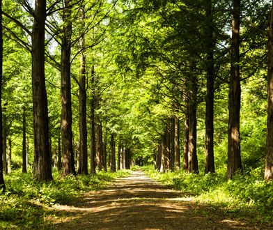Kara za złamanie zakazu wstępu do lasu. Uważaj, bo teraz będzie on częściej obowiązywał