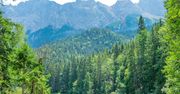 Las Bawarski. Pozwólmy naturze być naturą