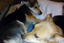 Przywiązali małe pieski do drzewa i uciekli. Mieli jednak pecha