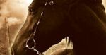 [wideo] ''War Horse'' - zwiastun nowego filmu Spielberga