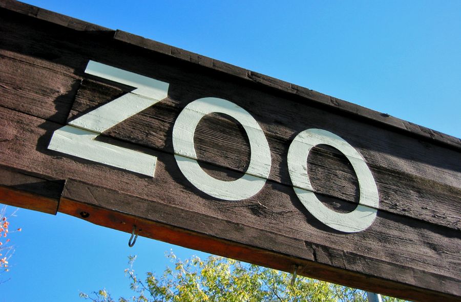 Kilkuletni chłopiec zamordował zwierzęta w zoo