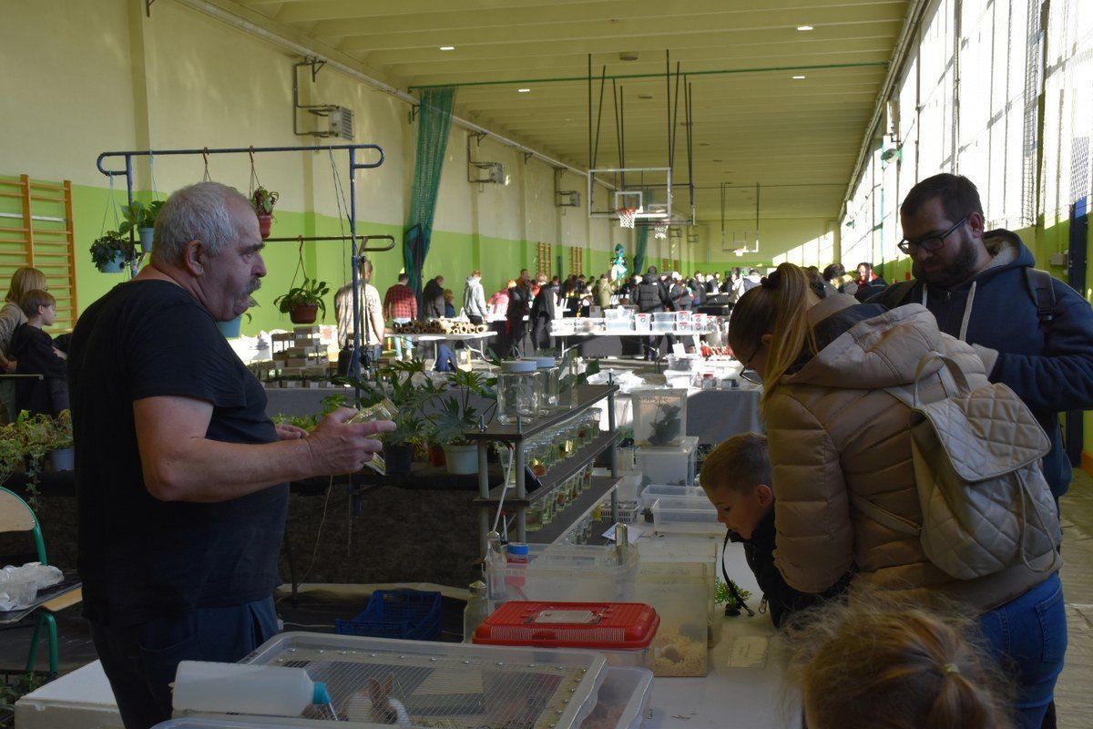 22.11.2025r. Egzotyczne pająki, kolorowe jaszczurki, węże, żaby, a także żółwie i wiele innych można podziwiać podczas Exoticarium - Targów Terrarystycznych, które przez cały weekend odbywają się w hali lekkoatletycznej Ośrodka Rehabilitacji i Rekreacji w Kaliszu