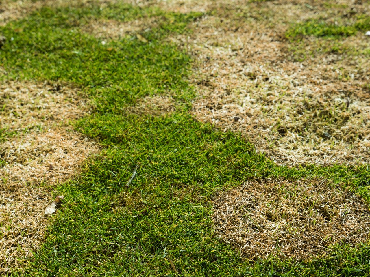 Zbyt wczesne wysianie trawy może skutkować łysymi plackami