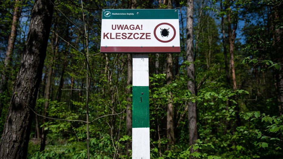 Ugryzł cię kleszcz? Można go oddać w ręce naukowców. Zaczęły się pionierskie badania