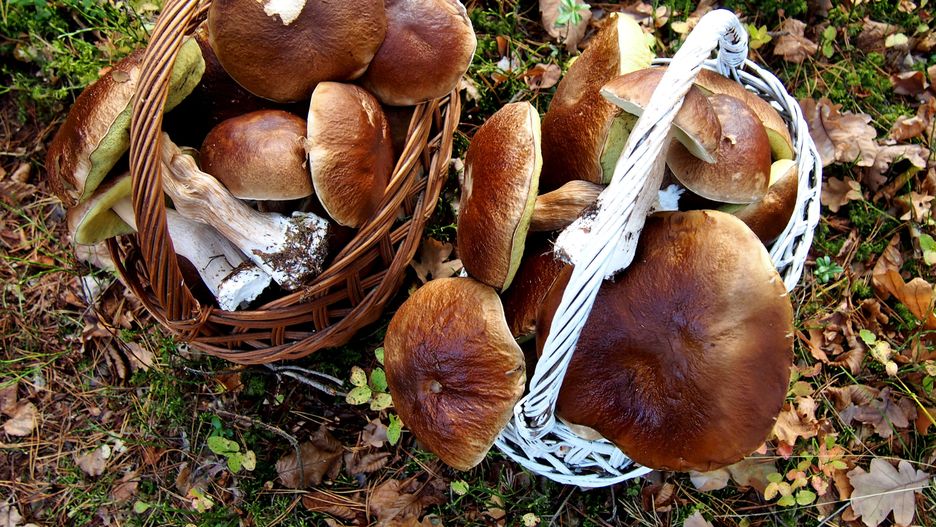 Sezon na grzyby zaczyna się już latem