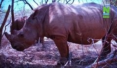 Viaplay bez kanałów Viasatu. „Nie ma planów usunięcia ich z rynku”