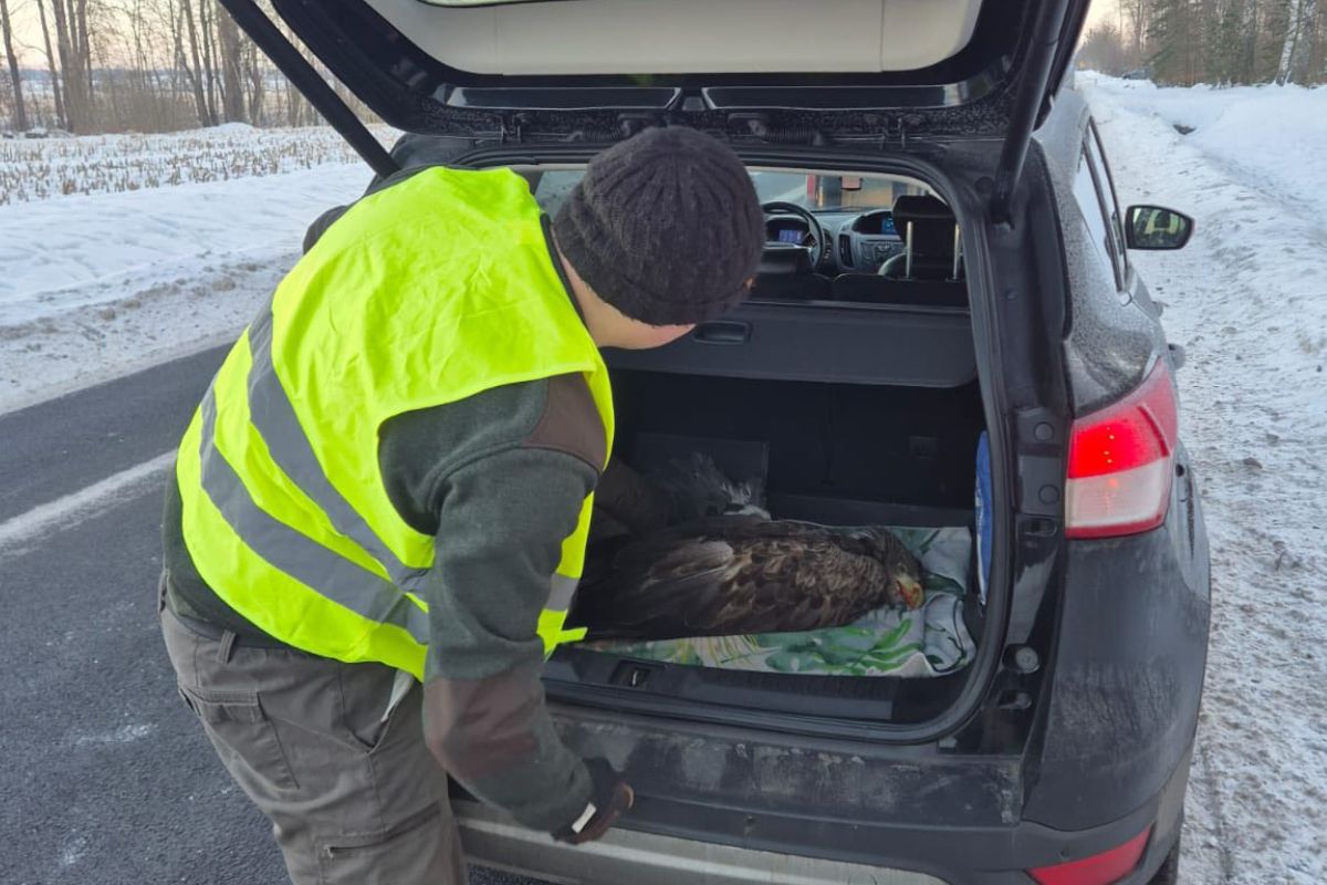 Ranny bielik przy drodze. Szybka akcja leśników z Ornety uratowała ptaka
