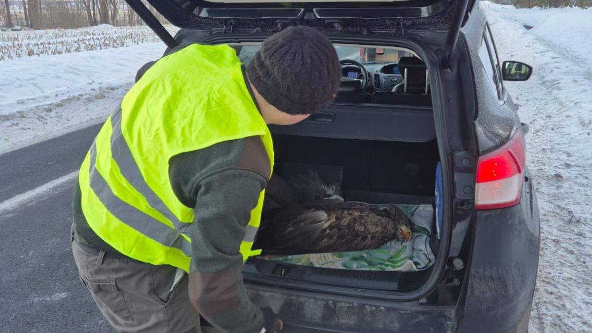 Leśnicy uratowali życie bielika.