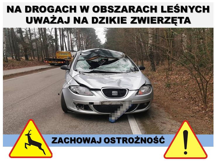 Kierowcy uważajcie na dziekie zwierzęta