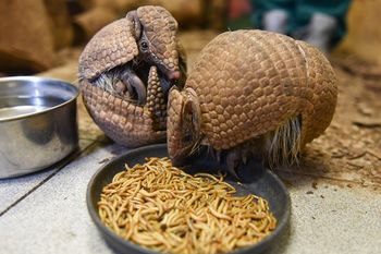 Kolejny pancernik w Toruniu. Urodził się parze w Ogrodzie Zoobotanicznym