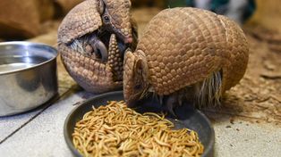 Kolejny pancernik w Toruniu. Urodził się parze w Ogrodzie Zoobotanicznym