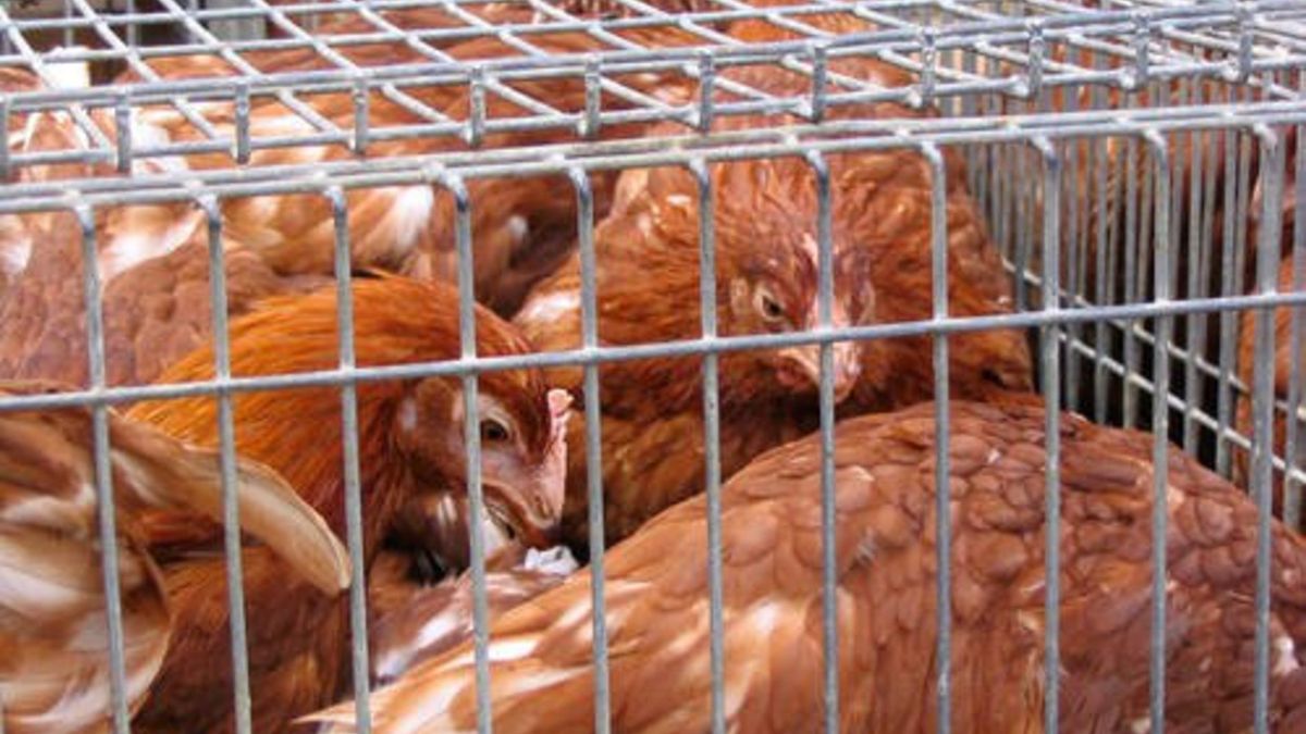 NIK opublikował raport, z którego wynika, że 80 proc. hodowców stosuje antybiotyki w hodowli drobiu