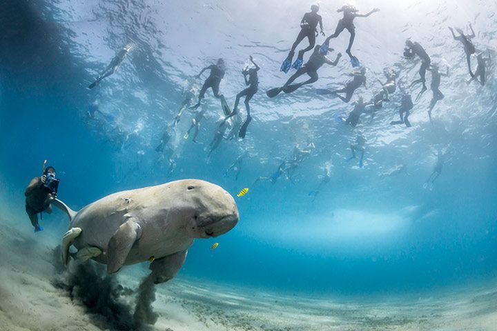 Polak wśród zwycięzców Wildlife Photographer of the Year 2013 [galeria] 3