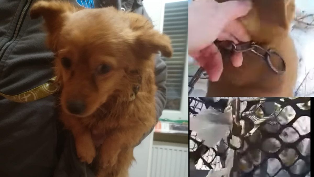 Pies zamarzał na łańcuchu