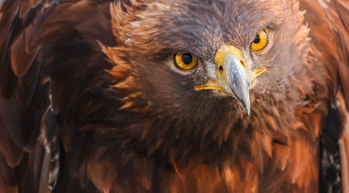 Świat przyrody: potężne orły