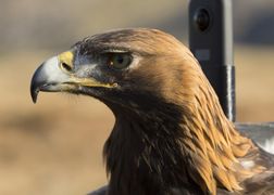 Polsat Viasat Nature HD Świat przyrody: potężne orły