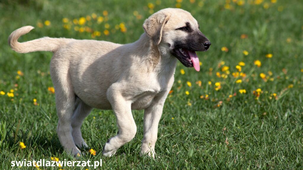 rasa psa kangal szczeniak