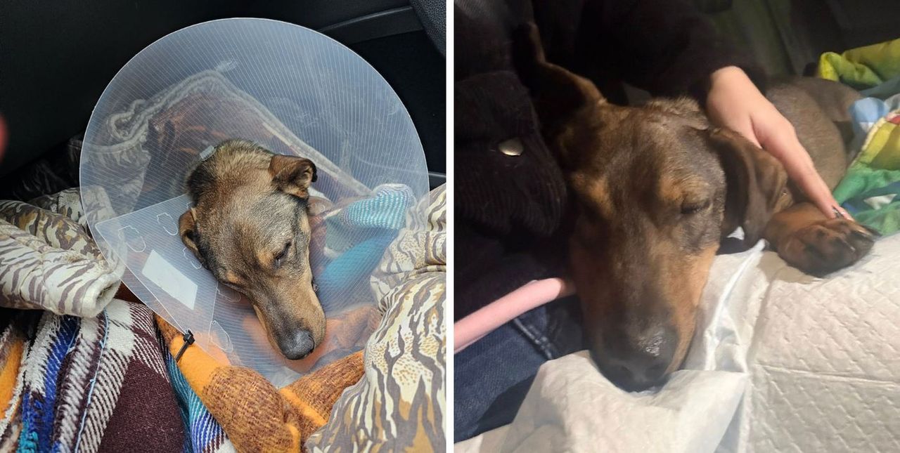 Bros wraca do schroniska. Dramatyczna historia psa potrąconego przez samochód.