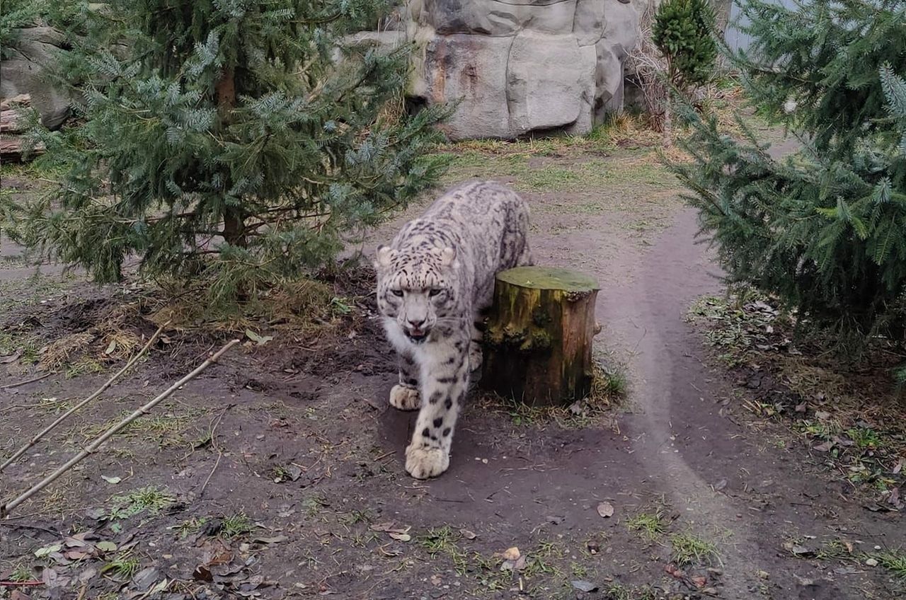 Pantery śnieżne przyszły na świat w Śląskim Ogrodzie Zoologicznym. Są pod troskliwą opieką mamy