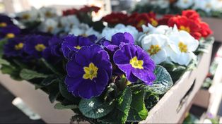Rzeszów: Na targowiskach czuć wiosnę. Kolorowo od sadzonek kwiatów