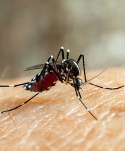 Coraz więcej przypadków dengi w raju. Turyści w strachu