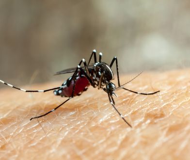 Coraz więcej przypadków dengi w raju. Turyści w strachu