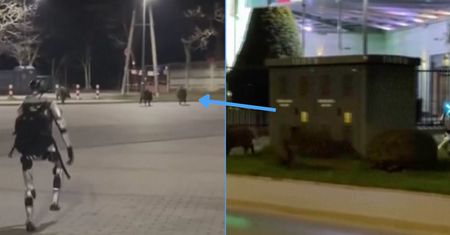 Nagranie z Warszawy obiegło świat. Robot gonił dziki po centrum