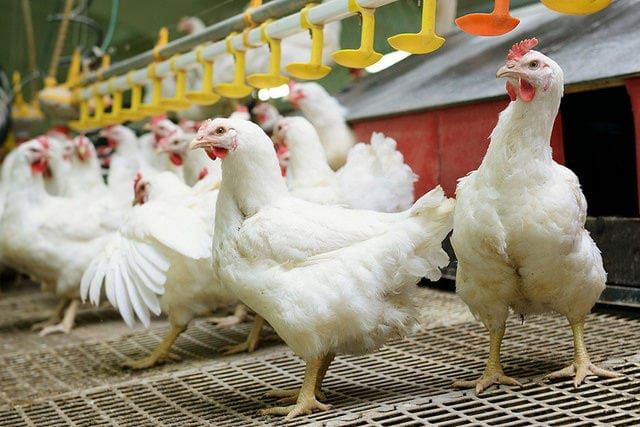 Drobiarstwo pod lupą. Jakie obowiązki mają producenci?