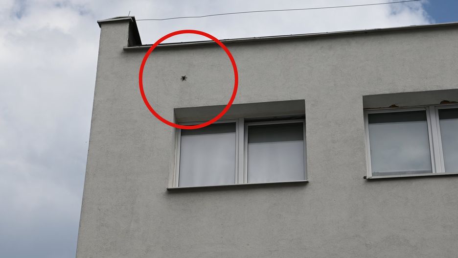 Tych pająków nie spotykamy w naszym kraju często 