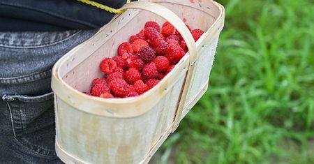 Maliny z krzaków od razu idą na sprzedaż. Ceny nie cieszą plantatorów.