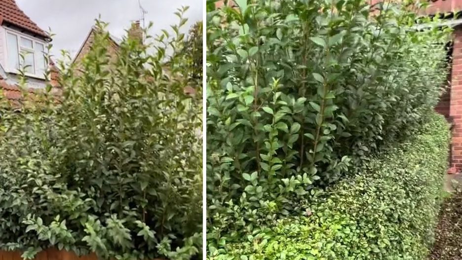 Kobieta pokazała jak wygląda żywopłot sąsiada