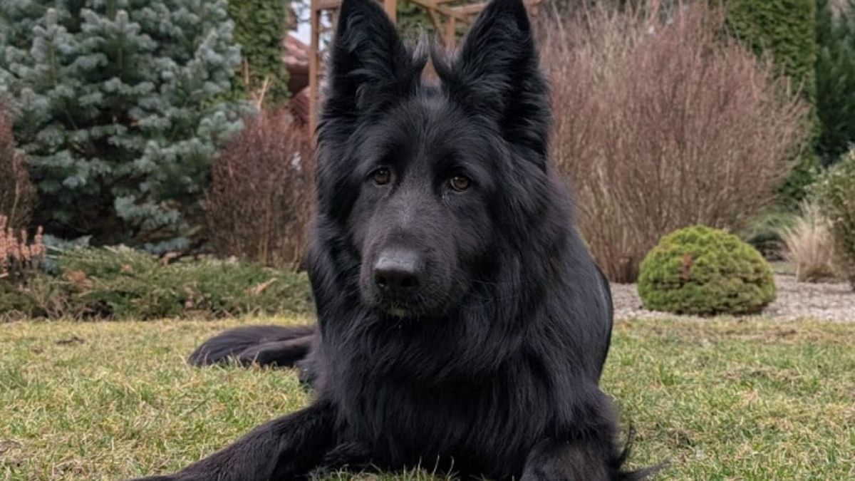 Mężczyzna odpowie za kradzież psa