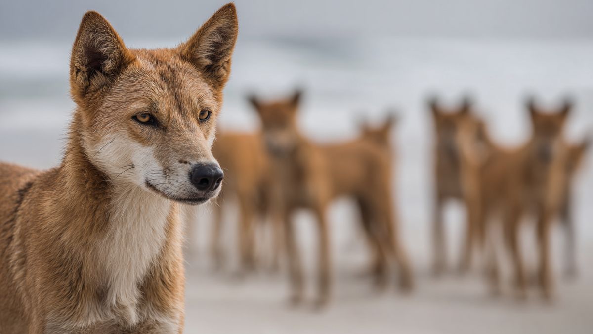 Dingo