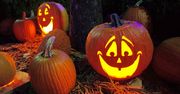 Wityń: Farma dyniowa kończy sezon imprezą z okazji Halloween