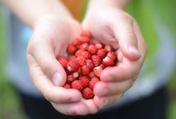 Można się zdziwić. Cena poziomek zwala z nóg