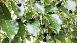 Kamfora i olejek kamforowy - właściwości i zastosowanie