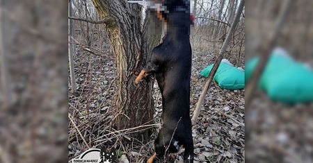 Lublin: Zwyrodnialec powiesił psa na drzewie. 10 tys. zł za pomoc w schwytaniu sprawcy