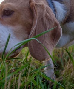 Weterynarz mówi, dlaczego psy jedzą trawę. Odpowiedź może zaskoczyć. Nie chodzi o oczyszczanie