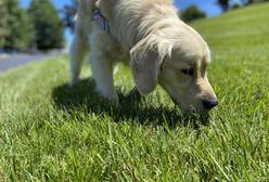 Uważaj podczas spacerów z psem. Te trawy są bardzo niebezpieczne
