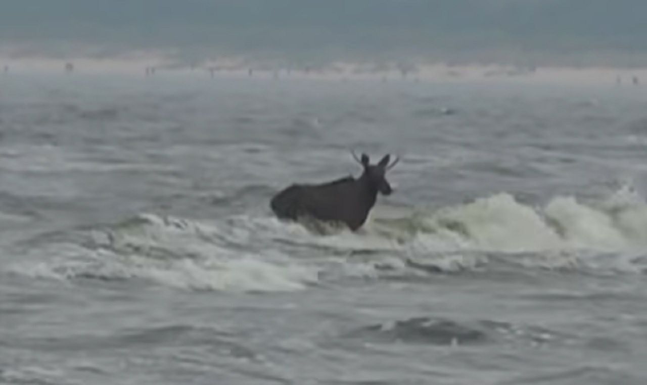 Moose makes a surprise splash in the sea: An unexpected encounter