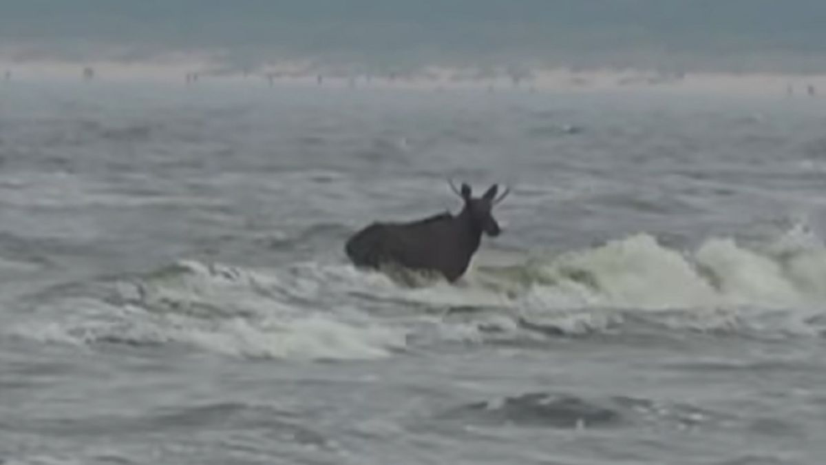 Łoś pojawił się w Morzu Bałtyckim w okolicy Ahlbeck na wyspie Uz